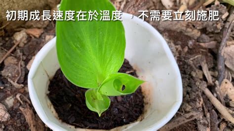 美人蕉種子|美人蕉：兩分鐘說完從種子到開花